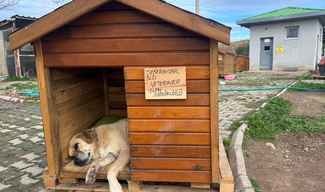 Seferihisar Belediyesi, sokak hayvanlarının yaşam koşullarını iyileştirmek amacıyla SEHAYDER iş