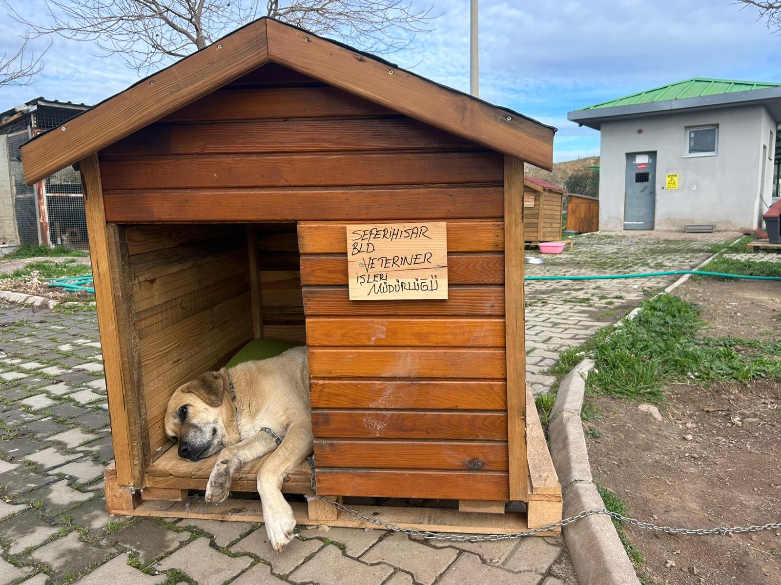 Seferihisar Belediyesi, sokak hayvanlarının yaşam koşullarını iyileştirmek amacıyla SEHAYDER iş