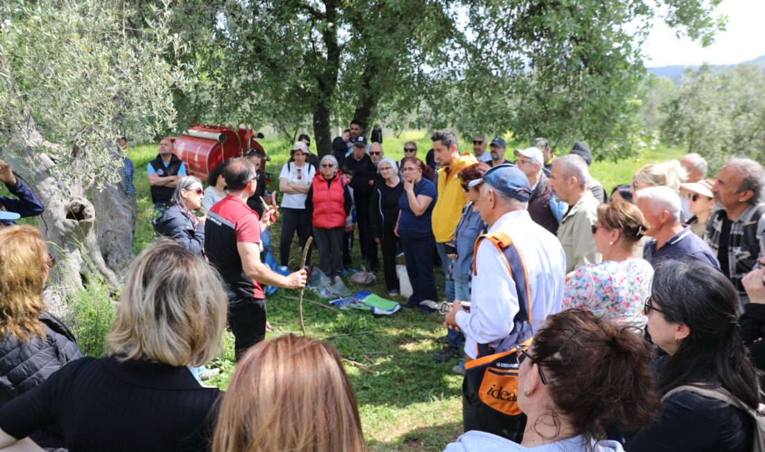 Seferihisar’da zeytin üretimini desteklemek amacıyla, Seferihisar Belediyesi İklim Değişikliği Müdürlüğü